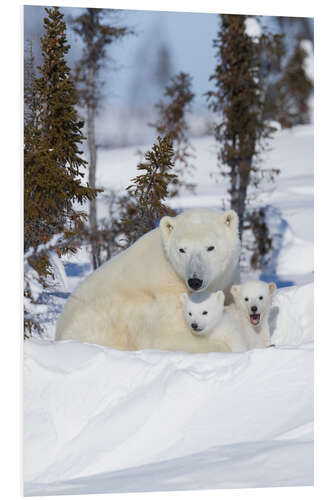 Foam board print Polar bear family in the snow