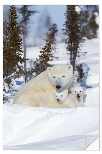 Sticker mural Ours polaires, Wapusk National Park, Canada