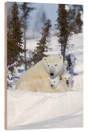 Wood print Polar bear family in the snow