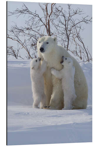 Tableau en aluminium Polar bear and cubs, Wapusk National Park, Hudson Bay, Canada III