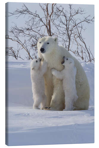 Canvas print Polar bear and cubs, Wapusk National Park, Hudson Bay, Canada III