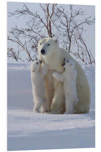 Bilde på skumplate Polar bear and cubs, Wapusk National Park, Hudson Bay, Canada III