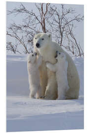 Foam board print Polar bear and cubs, Wapusk National Park, Hudson Bay, Canada III