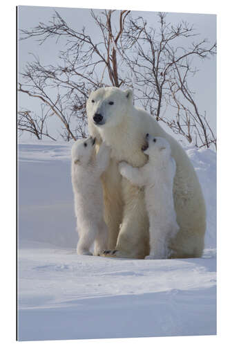 Gallery print Polar bear and cubs, Wapusk National Park, Hudson Bay, Canada III