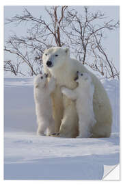 Wandsticker Polarbär und Jungtiere, Wapusk National Park, Hudson Bay, Kanada III