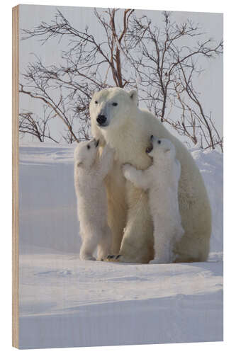 Wood print Polar bear and cubs, Wapusk National Park, Hudson Bay, Canada III