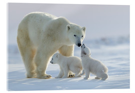 Akrylbillede Isbjørn familie, Wapusk National Park, Canada - David Jenkins