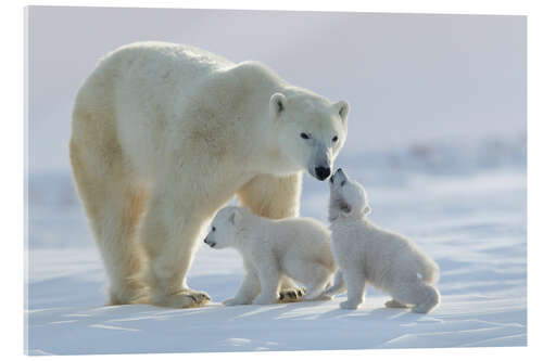 Acrylglasbild Eisbärfamilie im Wapusk Nationalpark