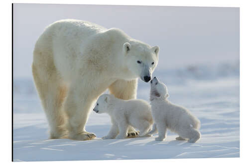 Tableau en aluminium Famille d'ours polaire au Parc national Wapusk, Canada