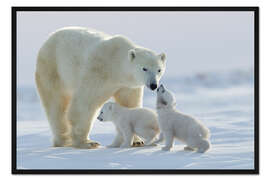Gerahmter Kunstdruck Eisbärfamilie im Wapusk Nationalpark