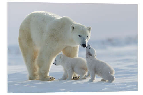 Foam board print Polar bear family, Wapusk National Park