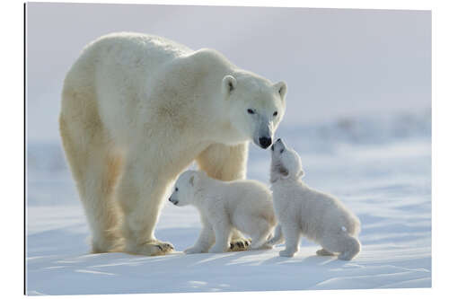 Gallery print Polar bear family, Wapusk National Park