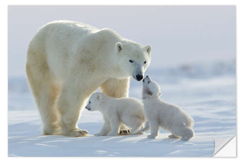 Wandsticker Eisbärfamilie im Wapusk Nationalpark