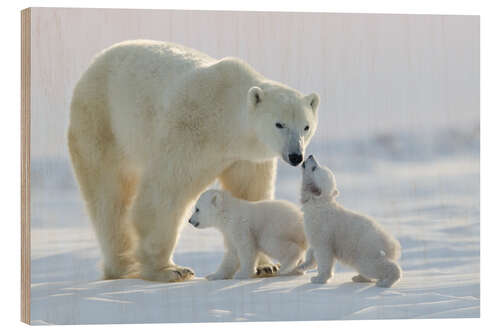 Wood print Polar bear family, Wapusk National Park