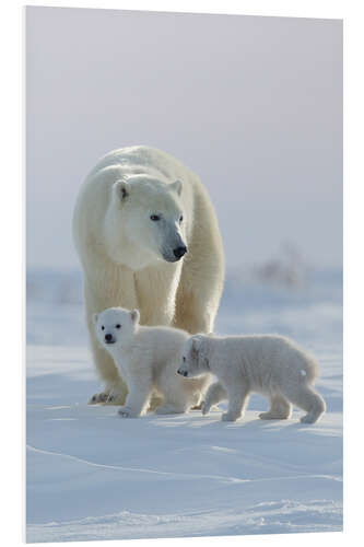 Foam board print Polar Bear and Cubs, Wapusk National Park, Hudson Bay, Canada I