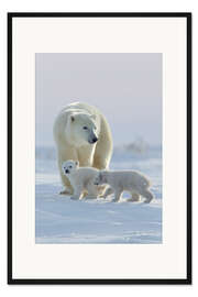 Gerahmter Kunstdruck Polarbär und Jungtiere, Wapusk National Park, Hudson Bay, Kanada I