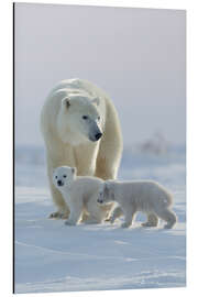 Magnettafel Polarbär und Jungtiere, Wapusk National Park, Hudson Bay, Kanada I