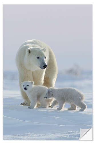 Selvklebende plakat Polar Bear and Cubs, Wapusk National Park, Hudson Bay, Canada I