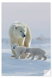 Vinilo para la pared Polar Bear and Cubs, Wapusk National Park, Hudson Bay, Canada I