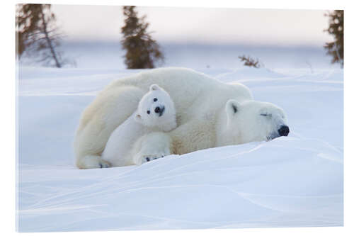 Akrylbillede Baby polar bear with sleeping mom