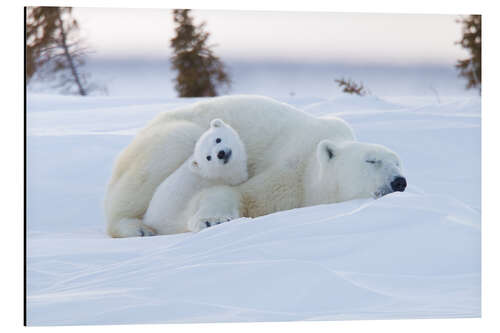 Stampa su alluminio Baby polar bear with sleeping mom