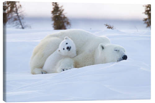 Canvas print Baby polar bear with sleeping mom