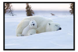 Gerahmter Kunstdruck Eisbärbaby mit schlafender Mama