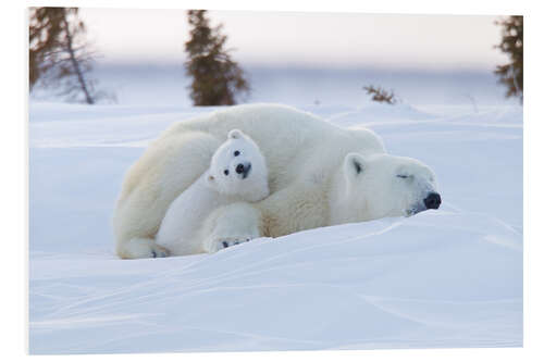 Foam board print Baby polar bear with sleeping mom