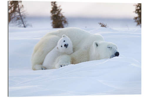 Galleriprint Baby polar bear with sleeping mom