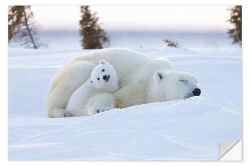 Vinilo para la pared Baby polar bear with sleeping mom