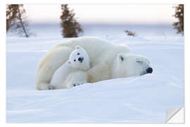 Selvklebende plakat Baby polar bear with sleeping mom