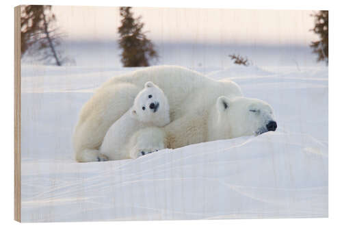 Wood print Baby polar bear with sleeping mom