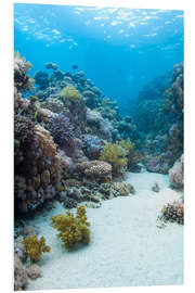 Foam board print Coral reef in blue water