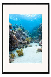 Gerahmter Kunstdruck Korallenriff im blauen Wasser
