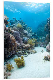 Galleriataulu Coral reef in blue water