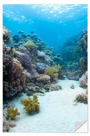 Muursticker Coral reef in blue water