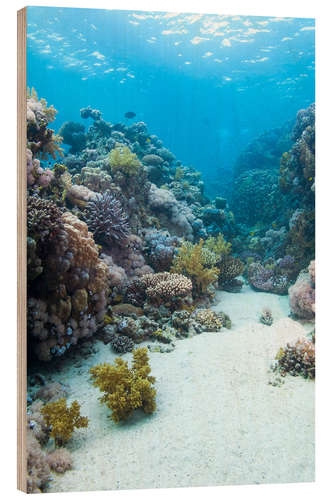 Wood print Coral reef in blue water