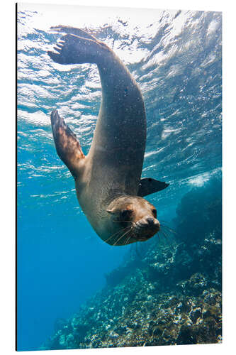 Aluminiumsbilde Galapagos sea lion