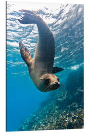 Cuadro de aluminio Galapagos sea lion