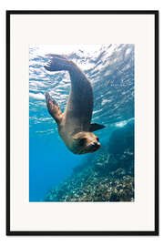 Gerahmter Kunstdruck Galapagos-Seelöwe