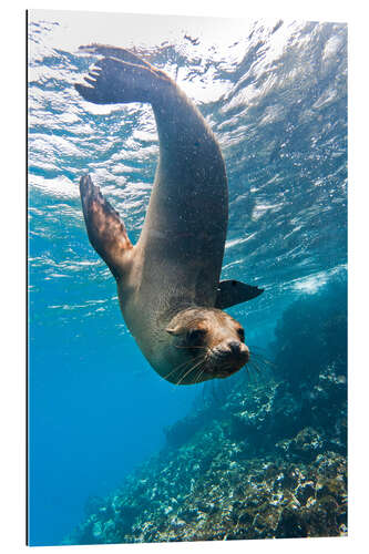 Galleriprint Galapagos sea lion