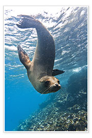 Wall print Galapagos sea lion - Michael Nolan