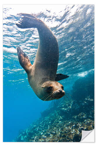 Selvklebende plakat Galapagos sea lion