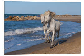 Aluminiumtavla Camargue horses on the beach