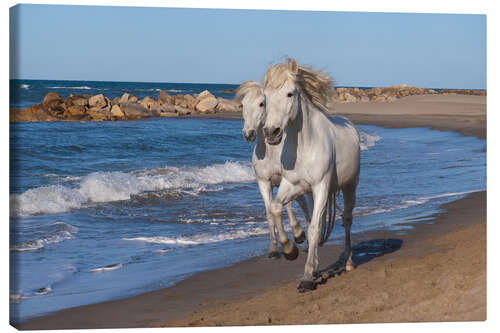 Obraz na płótnie Camargue horses on the beach