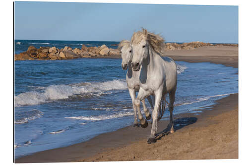 Gallery Print Camargue-Pferde am Strand