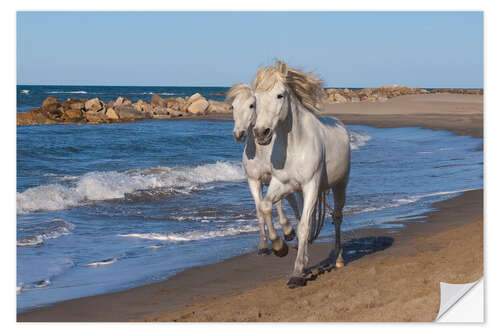 Selvklebende plakat Camargue hester på stranden