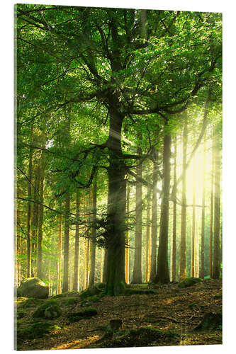 Acrylic print Sunlight in forest