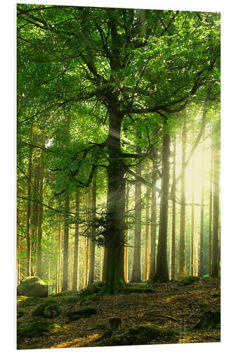 Foam board print Sunlight in forest