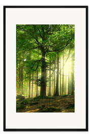 Gerahmter Kunstdruck Licht im Wald